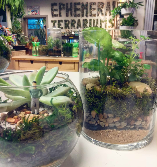 Readymade Terrariums ToGo Ephemera Terrariums & Plant Shop